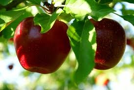 Un an cu cheltuieli mari pentru pomicultori şi producţie sub aşteptări