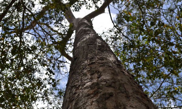 Speranță pentru ultimii 20 de arbori Karomia gigas din lume