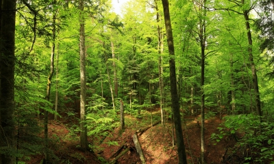 Peste 24.000 de hectare de păduri în Patrimoniul Mondial Natural al UNESCO