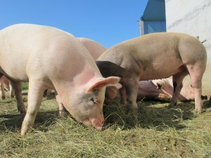 PRO AGRO solicită aprobarea Hotărârii pentru pesta porcină