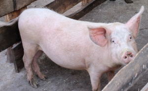 Pesta Porcină Africană confirmată la un porc dintr-o gospodărie din judeţul Dolj