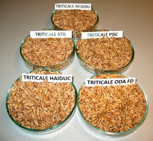 Evaluarea potențialului nutrițional al triticalelor în hrana puilor de carne