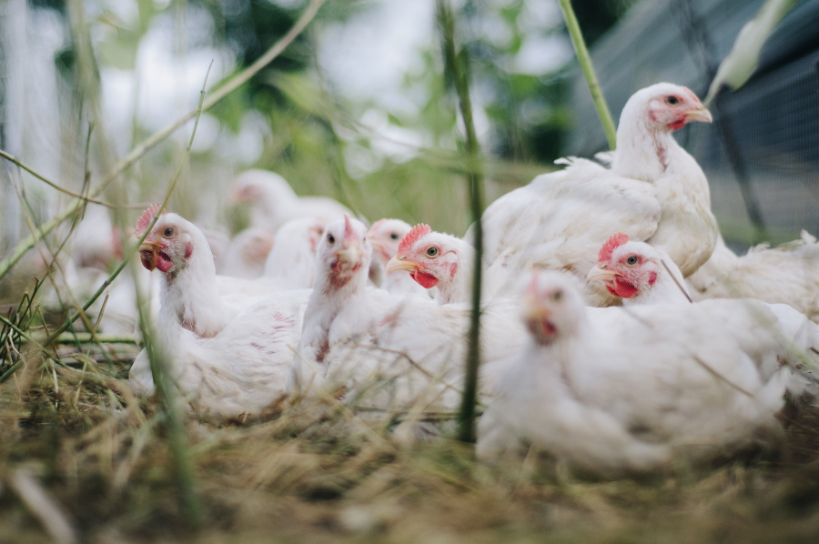 Cercetătorii germani: Europa se confruntă cu cea mai gravă epidemie de gripă aviară