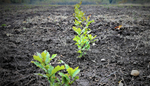 Romsilva a plantat 21,8 milioane de puieți în fondul forestier de stat