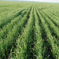 România s-ar putea orienta preponderent pe culturile de grâu, în 2013