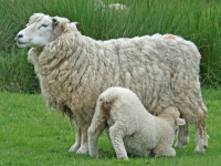 Sfaturi pentru crescătorii de ovine