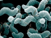 Avortul campylobacterian
