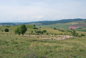 ”Cel mai priceput fermier în domeniul pășunatului!”, concurs național cu premii lansat de USAMV Cluj-Napoca, în cadrul Proiectului Grazing4Agroecology finanțat din fonduri UE