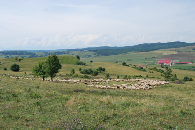 ”Cel mai priceput fermier în domeniul pășunatului!”, concurs național cu premii lansat de USAMV Cluj-Napoca, în cadrul Proiectului Grazing4Agroecology finanțat din fonduri UE