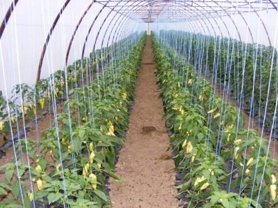 Tehnologia ecologică de cultivare a ardeiului