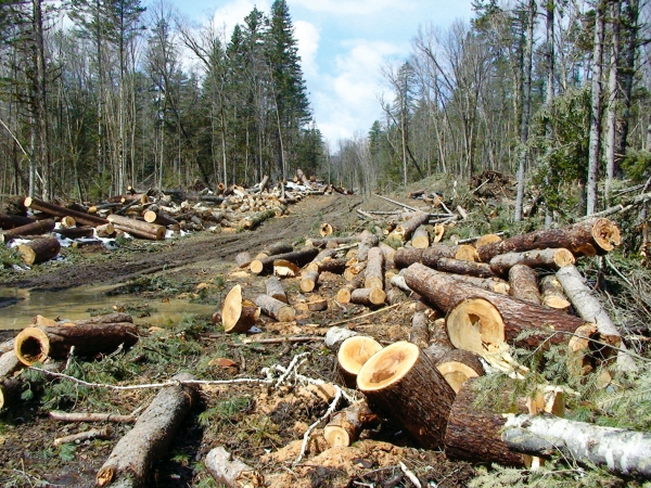 Un nou raport Greenpeace „Măcelul“ pădurilor românești continuă