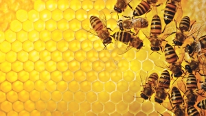Cum putem proteja albina noastră românească - Puncte de vedere (III)
