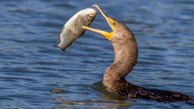 Cormoranul - problema „neagră“ a pisciculturii