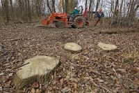 România poate rămâne fără păduri, în 10-20 de ani,dacă se continuă tăierile ilegale și exploatările în ritmul actual