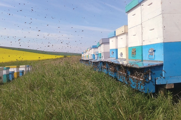 La „Rodul Stupului“ apicultura e o „joacă“ serioasă