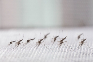 Recomandări pentru prevenirea, combaterea şi limitarea efectelor infestaţiei cu ţânţari