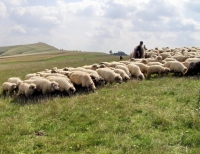 Crescătorii de ovine solicită autorităţilor o derogare de la Codul Muncii cu privire la angajarea prin contract a ciobanilor