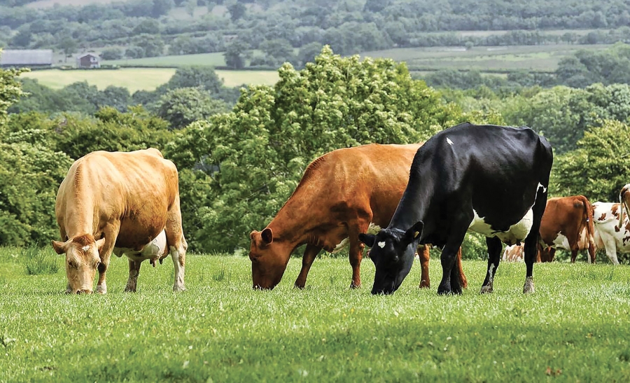 MADR vrea să redreseze sectorul de creștere a bovinelor, dar nu prea reușește