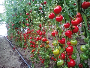 Soiuri de tomate și ardei ameliorate la Puchenii Mari