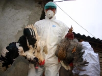 FAO avertizează că există riscul reizbucnirii unor noi focare de gripă aviară