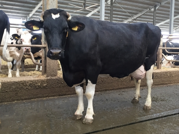 Odihna și rumegarea - indicatori de bunăstare și confort la vacile de lapte