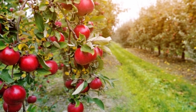 Tratamente la măr, păr și gutui pe timpul verii