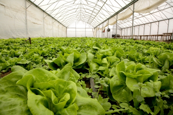 Recomandări pentru combaterea dăunătorilor culturilor de legume în spații protejate