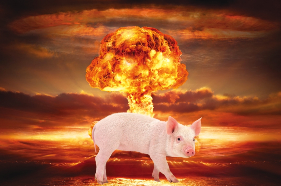 Apocalipsa porcului românesc