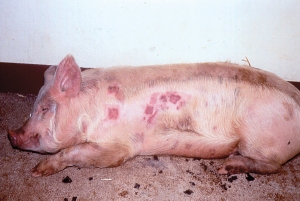 BRÂNCA, un pericol pentru porcinele de 3-12 luni
