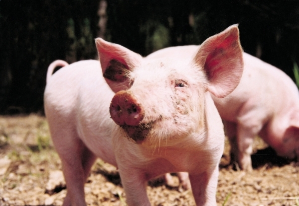 Actualizarea situației privind evoluția Pestei Porcine Africane la data de 22 mai 2020