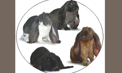 Rase de iepuri berbec (II) - Origini și istorie -