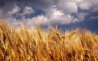 Culturile de grâu pentru anul viitor sunt salvate de precipitaţiile din octombrie