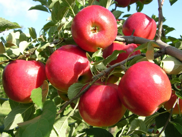 Tratamente la pomi fructiferi