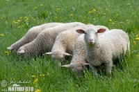 Sibienii şi-au vândut oile eco la licitaţie