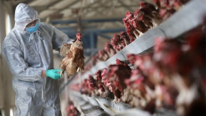 Punct de vedere privind evoluția gripei aviare (influenței aviare) în România - ASAS