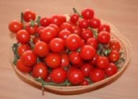 „SONIA DE BUZĂU“, soiul de tomate tip cireaşă