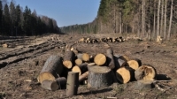 Străinii, „îndrăgostiţi“ iremediabil de pădurile din România
