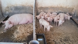 Actualizarea situației privind evoluția Pestei Porcine Africane în țara noastră