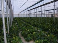 Cercetare agricolă românească pe două continente