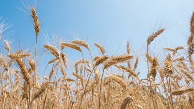 APIA primește cereri de acordare a sprijinului financiar pentru producătorii agricoli din sectorul cereale