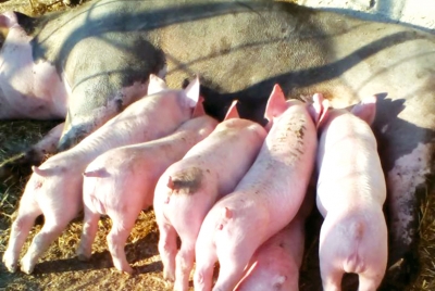 Fermă de porci cu produse tradiționale de la Ungureni