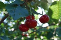 Cum alegem şi de unde cumpărăm pomii fructiferi