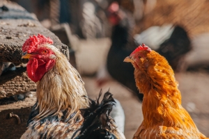 Gripa aviară, o boală cu consecinţe grave şi implicaţii financiare dezastruoase