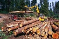 Amenda pentru transportul ilegal de lemn va fi de 15.000 de lei