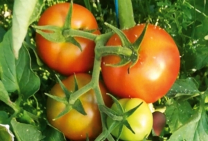 Cultură de legume în solarii și în câmp la Malcoci