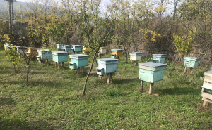 Sfaturi de la un apicultor ieşean pasionat. Pregătirea albinelor pentru iarnă