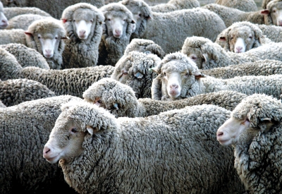 Peste 850 de oieri suceveni s-au înregistrat pentru subvenţia la lână