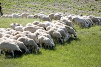 Ciobanii cu oi ecologice dintr-un sat transilvan