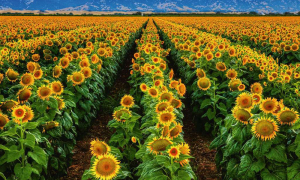 România realizează o treime din producția anuală de floarea-soarelui din Uniunea Europeană dar pierde anual 2 miliarde de dolari la valorificarea acestei culturi