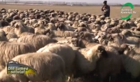 ACEBOP: Embargoul rusesc prelungește agonia fermierului român